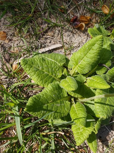 Primevère officinale