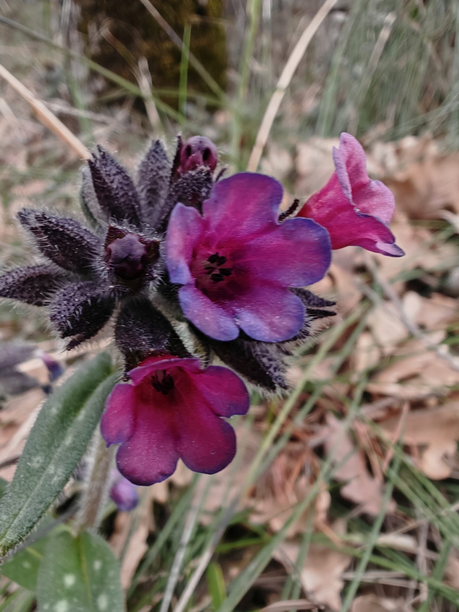 Pulmonaire à feuilles longues