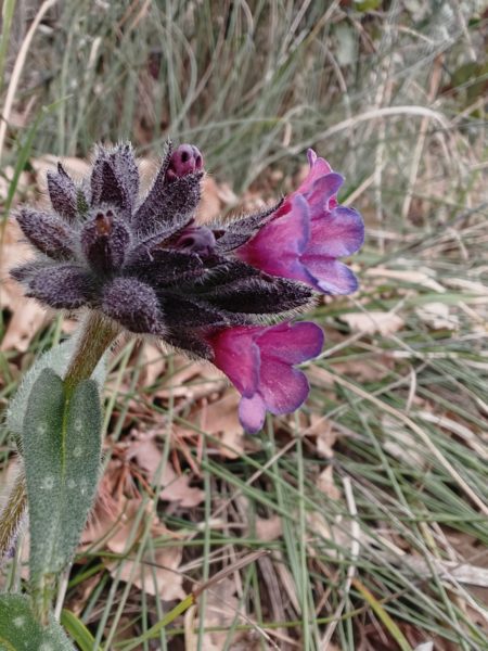Pulmonaire à feuilles longues