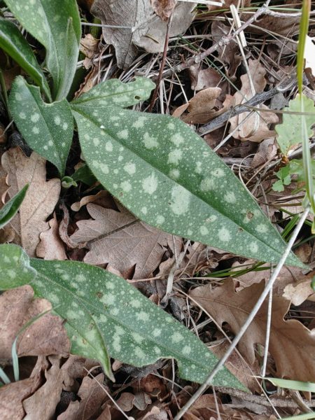 Pulmonaire à feuilles longues
