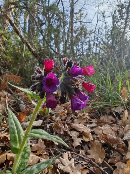 Pulmonaire à feuilles longues