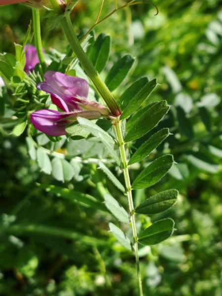 Vesce commune