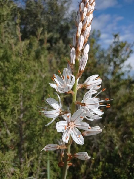 Asphodèle cerise