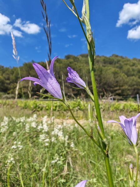 Campanule raiponce
