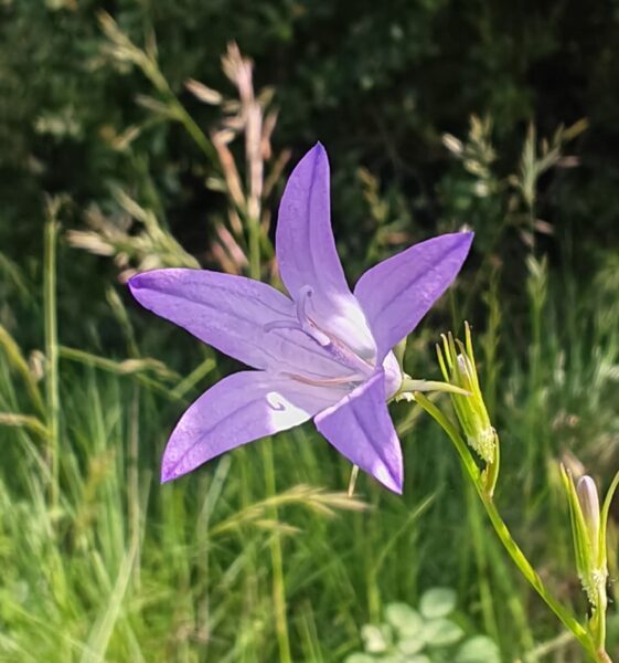 Campanule raiponce