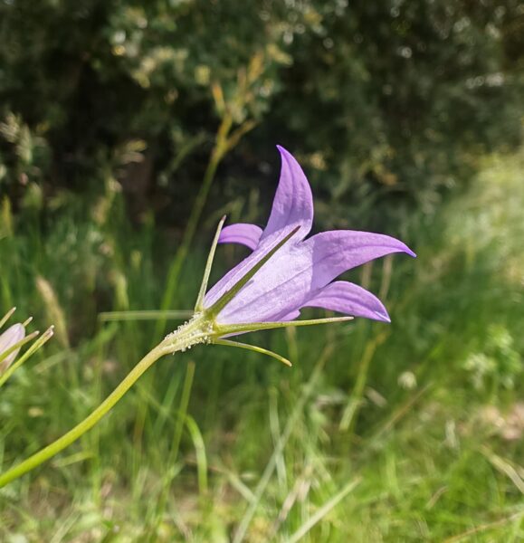 Campanule raiponce