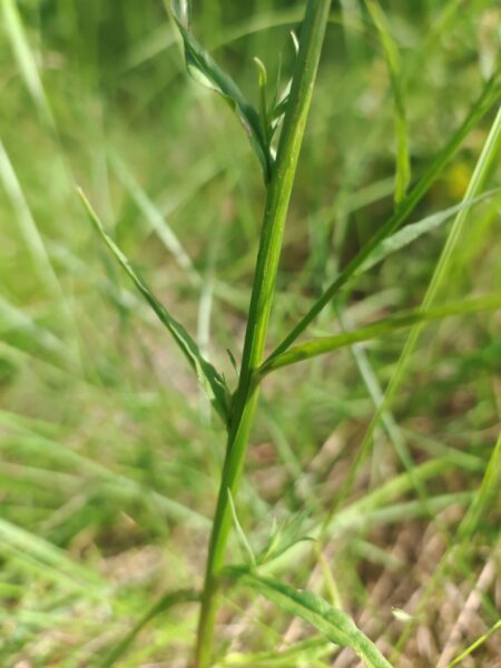 Campanule raiponce