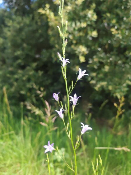 Campanule raiponce