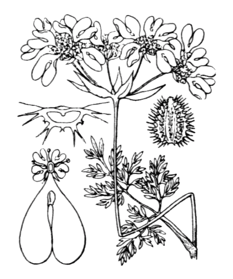Orlaya à grandes fleurs