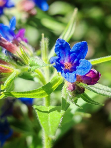 Grémil pourpre bleu