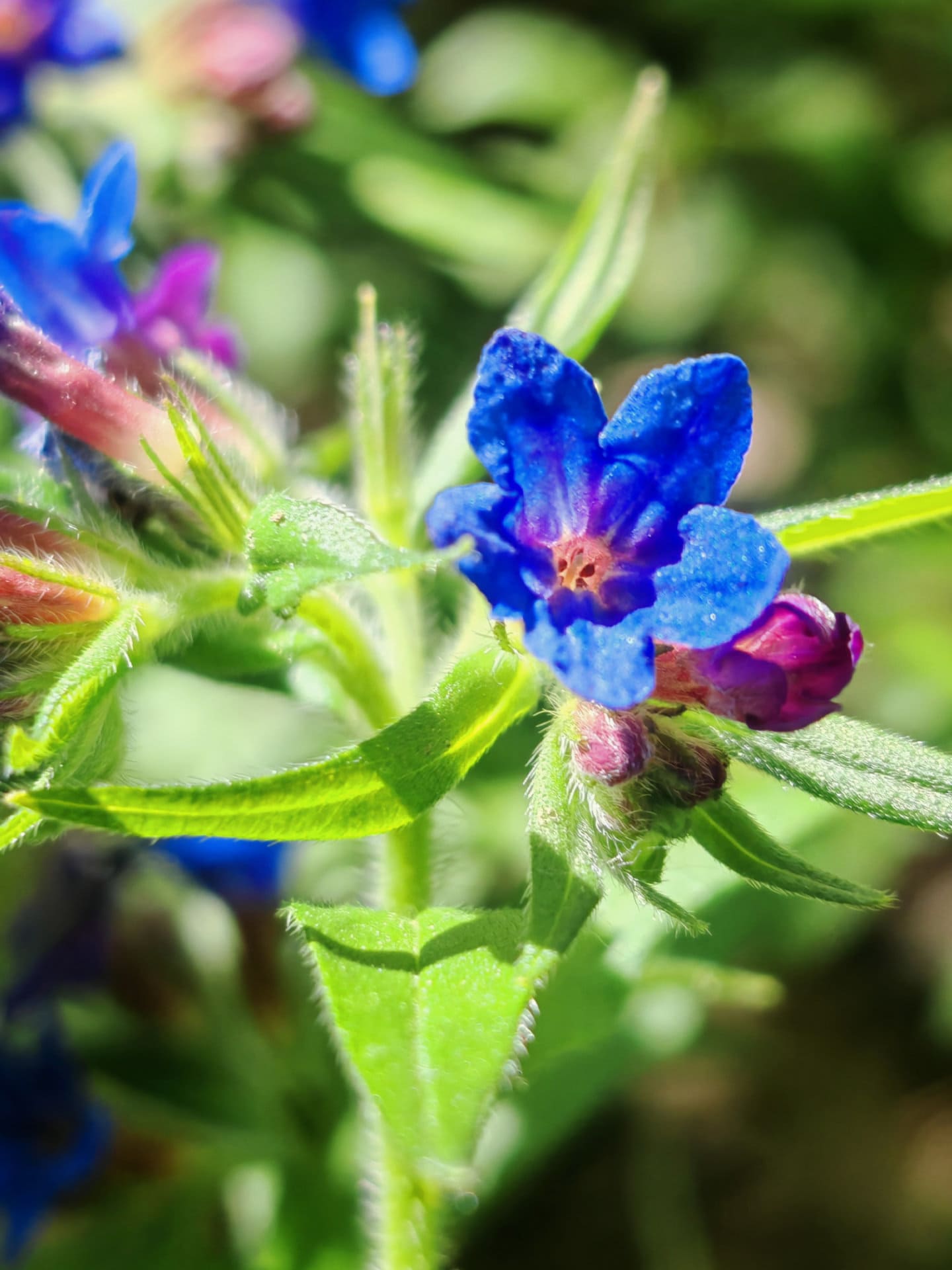 Grémil pourpre bleu