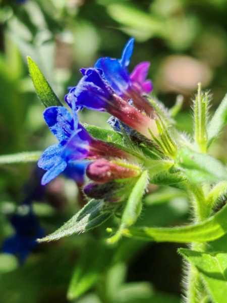 Grémil pourpre bleu
