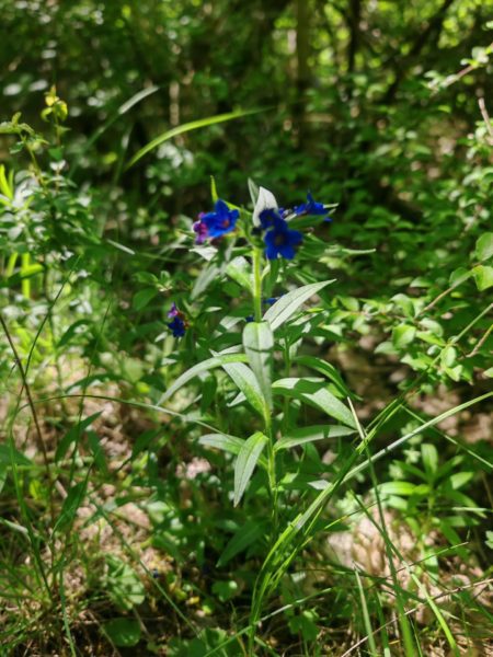 Grémil pourpre bleu
