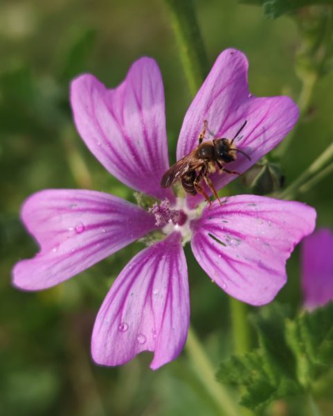 Mauve sylvestre