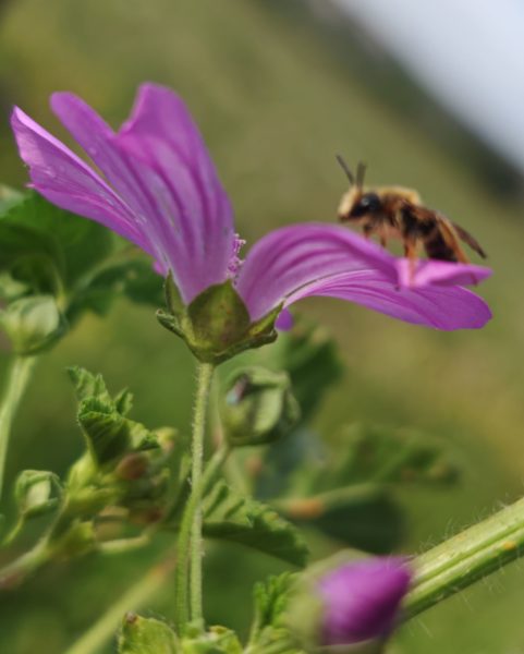 Mauve sylvestre