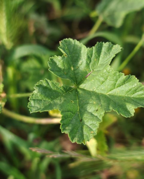 Mauve sylvestre
