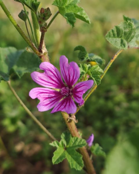 Mauve sylvestre