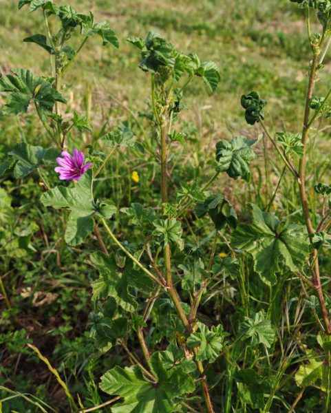 Mauve sylvestre