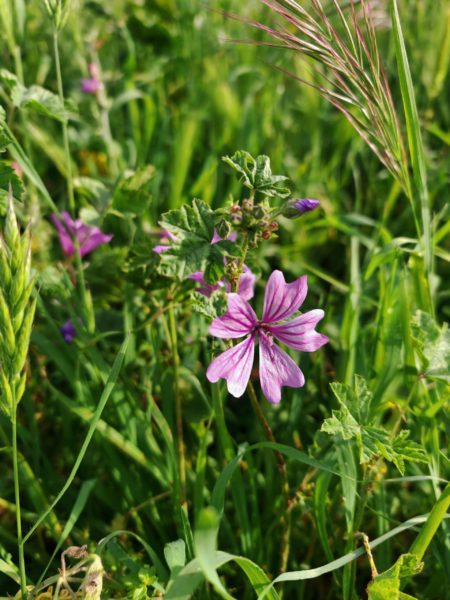 Mauve sylvestre