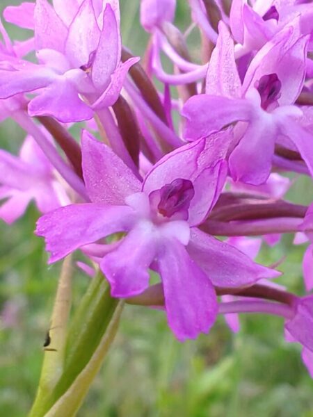 Orchis pyramidal