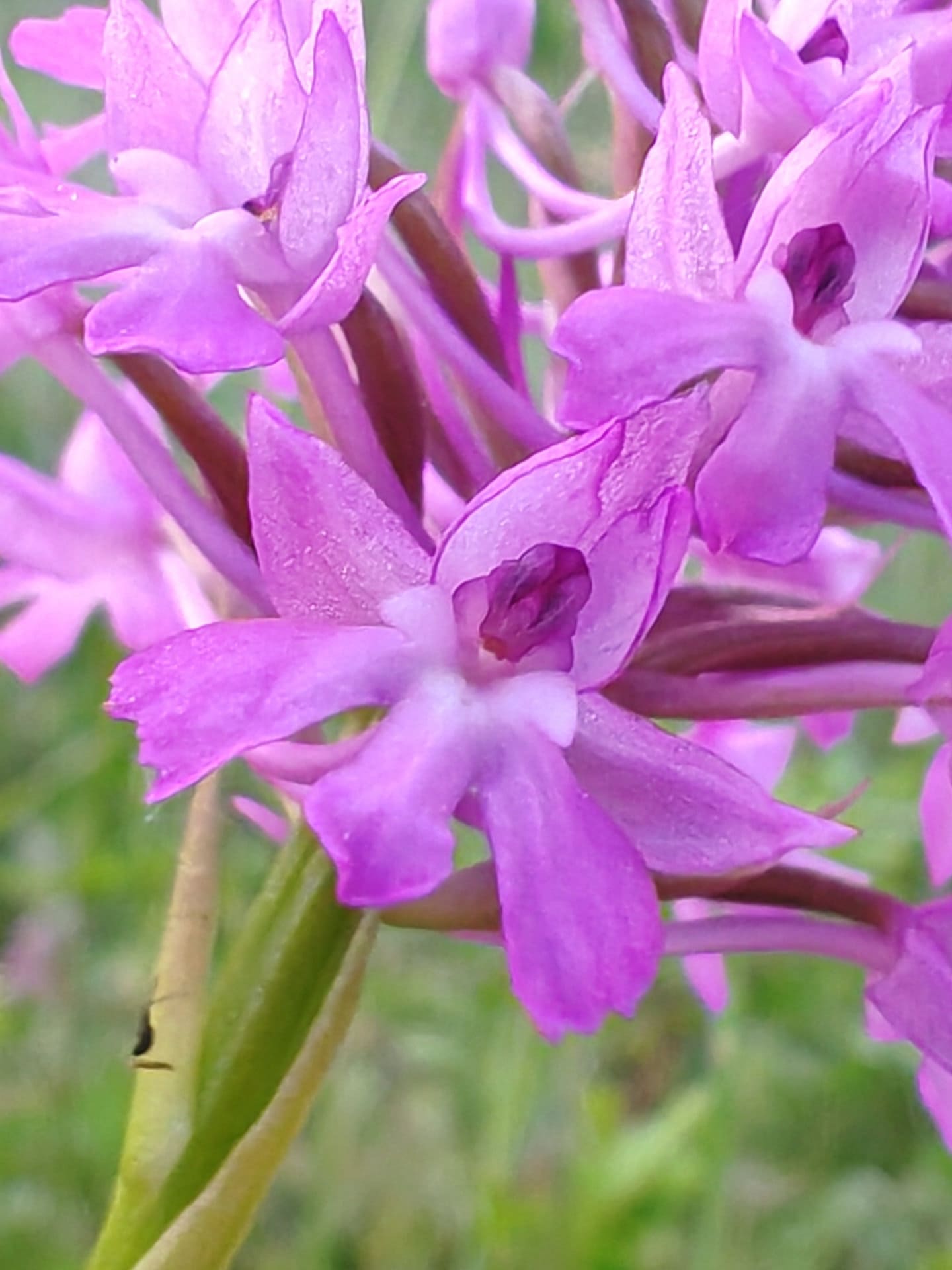 Orchis pyramidal