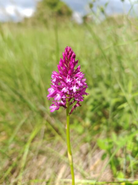 Orchis pyramidal