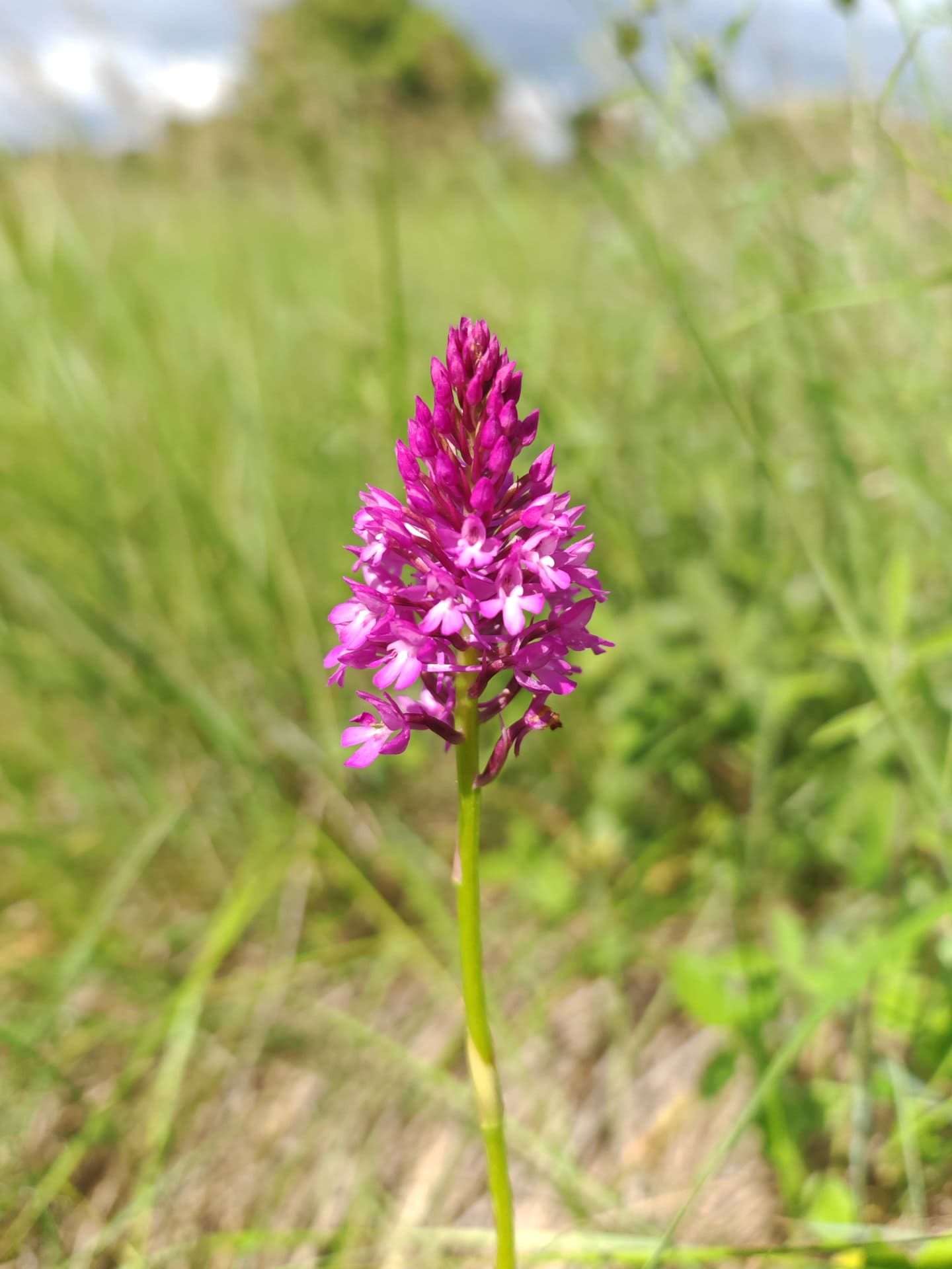 Orchis pyramidal