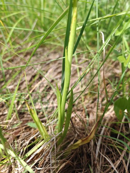 Orchis pyramidal