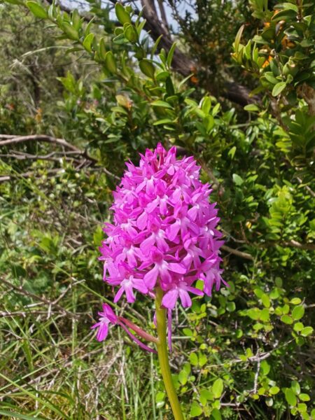 Orchis pyramidal
