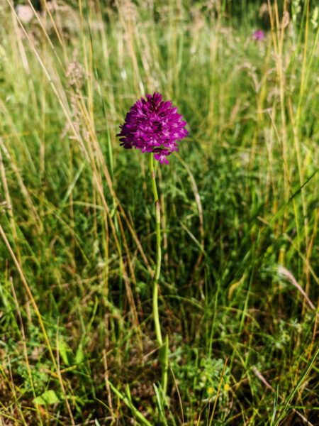 Orchis pyramidal