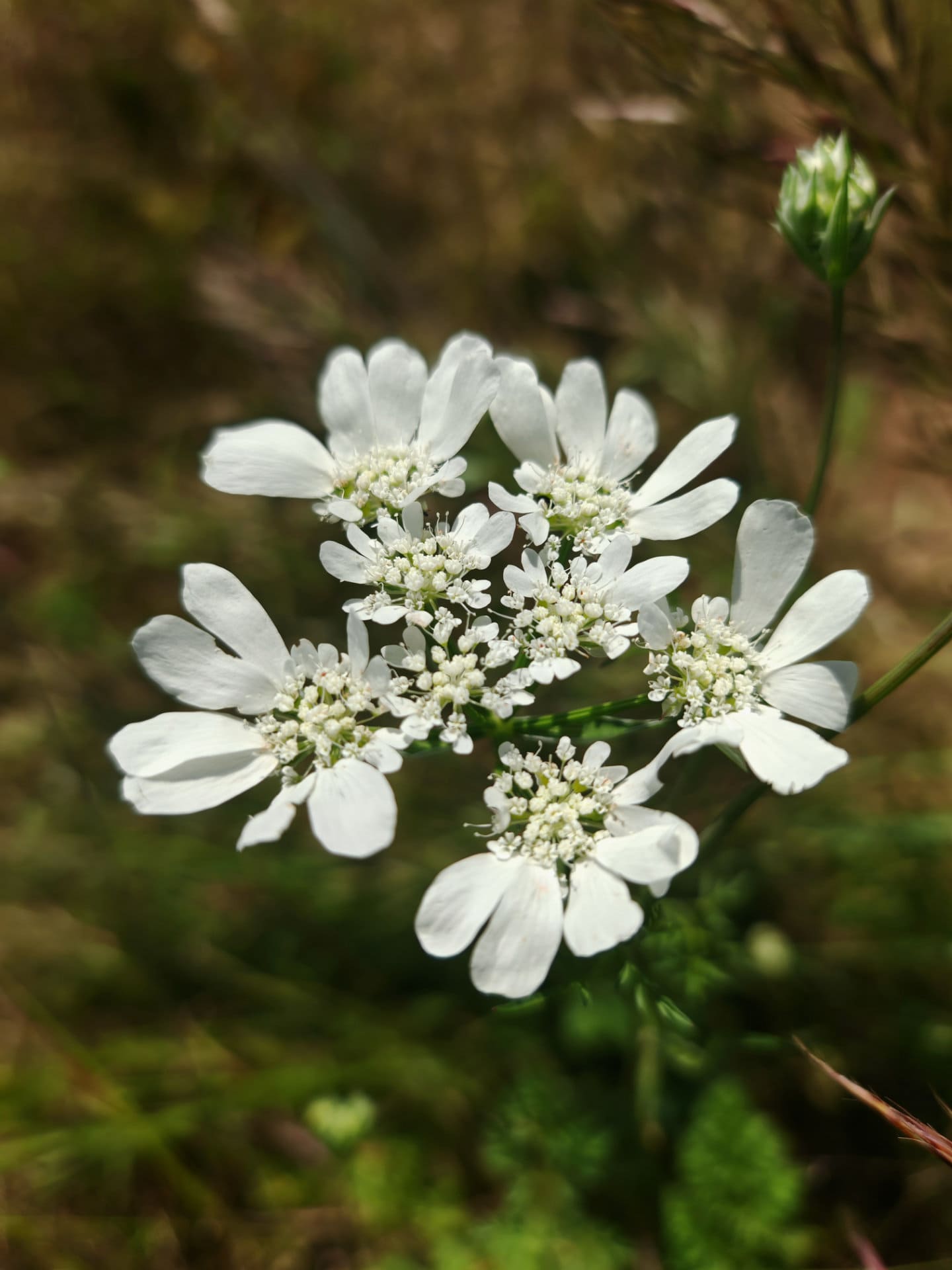 Orlaya à grandes fleurs