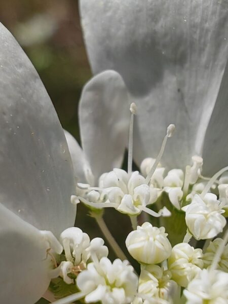Orlaya à grandes fleurs
