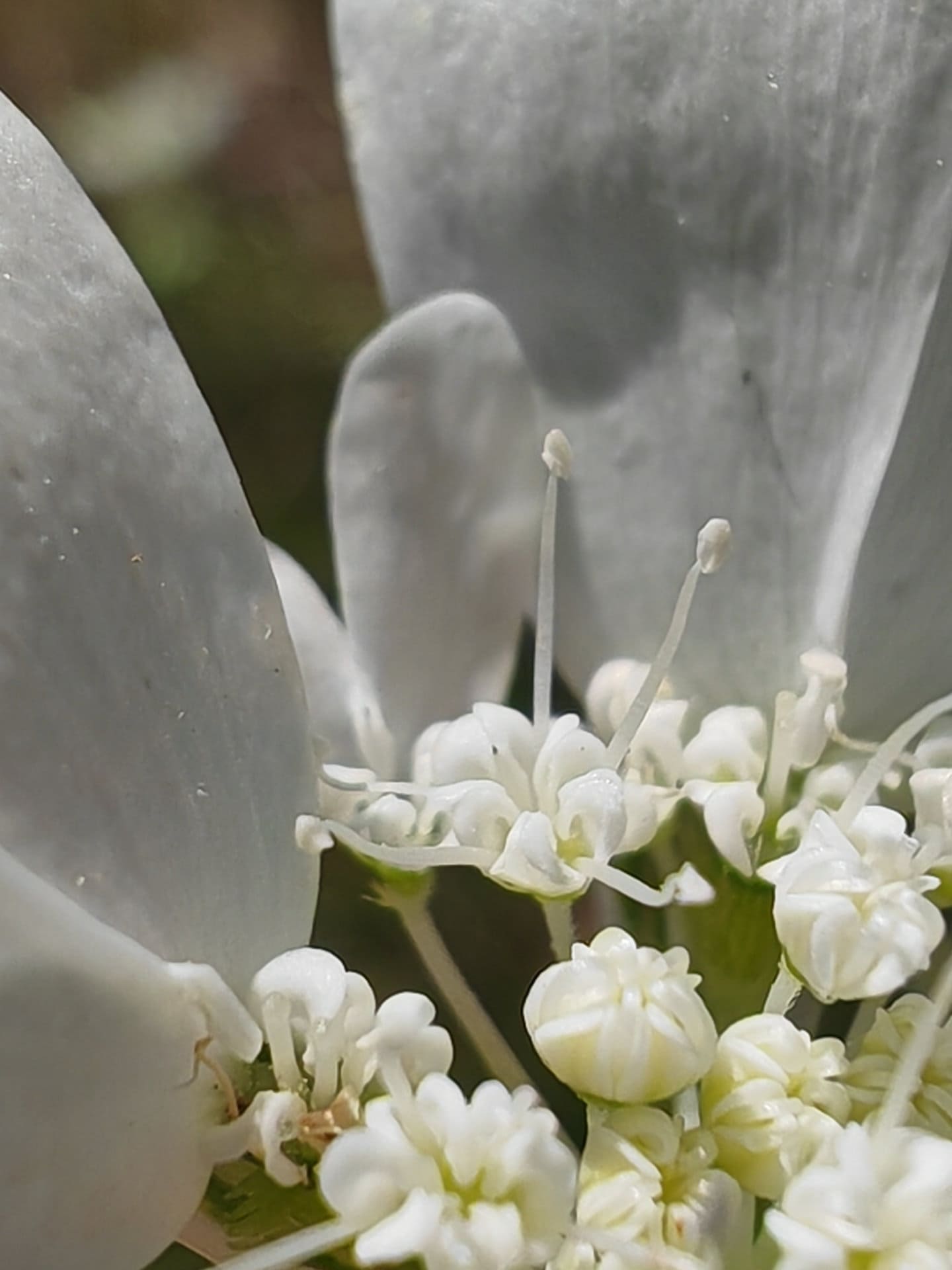 Orlaya à grandes fleurs