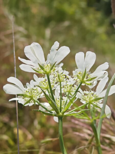 Orlaya à grandes fleurs