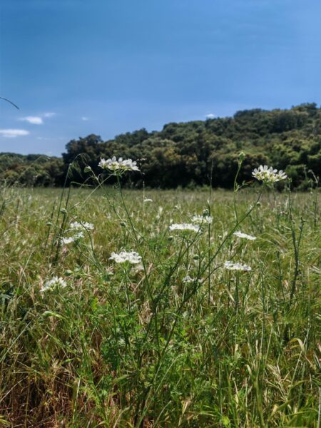 Orlaya à grandes fleurs