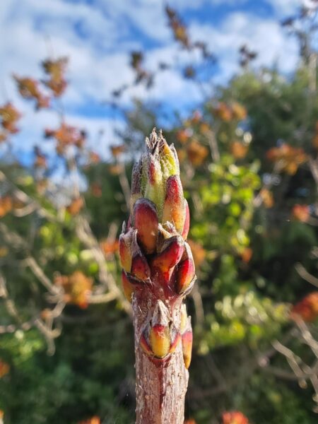 Pistachier térébinthe
