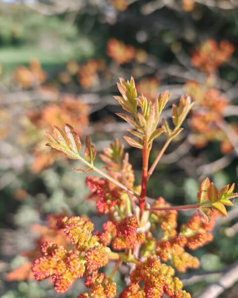 Pistachier térébinthe