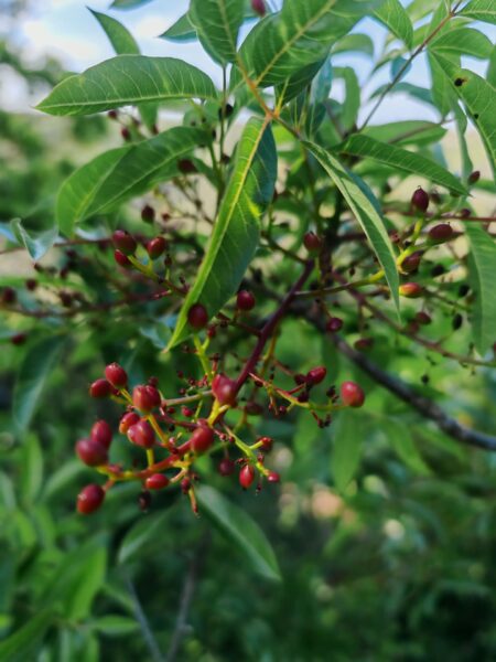 Pistachier térébinthe