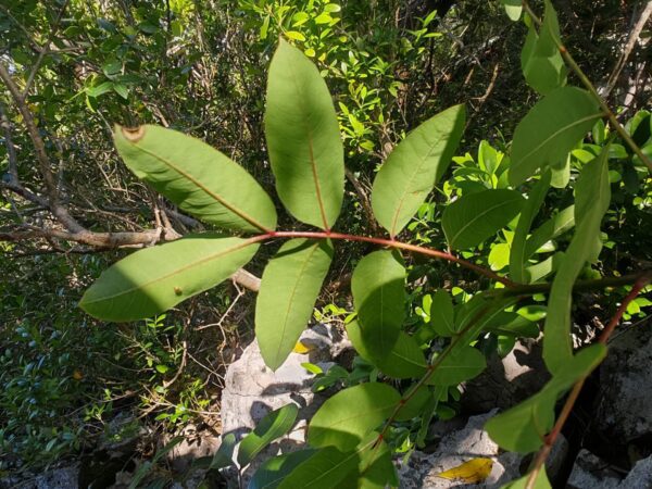 Pistachier térébinthe
