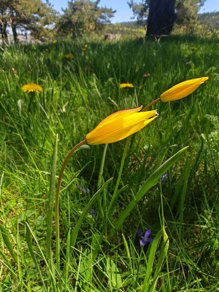 Tulipe des bois