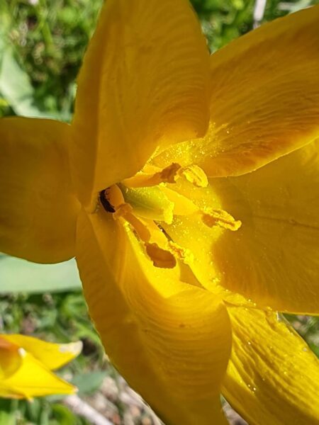 Tulipe des bois