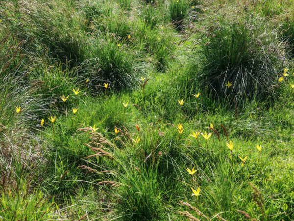 Tulipe des bois