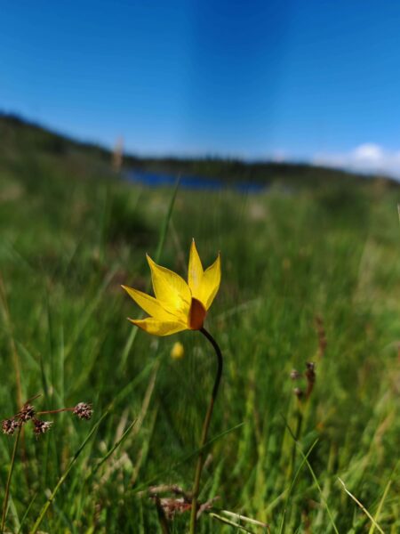 Tulipe des bois