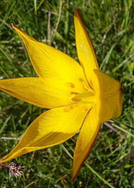 Tulipe des bois