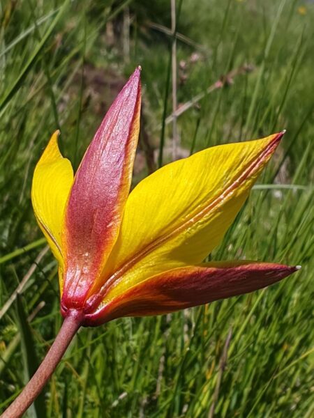 Tulipe des bois