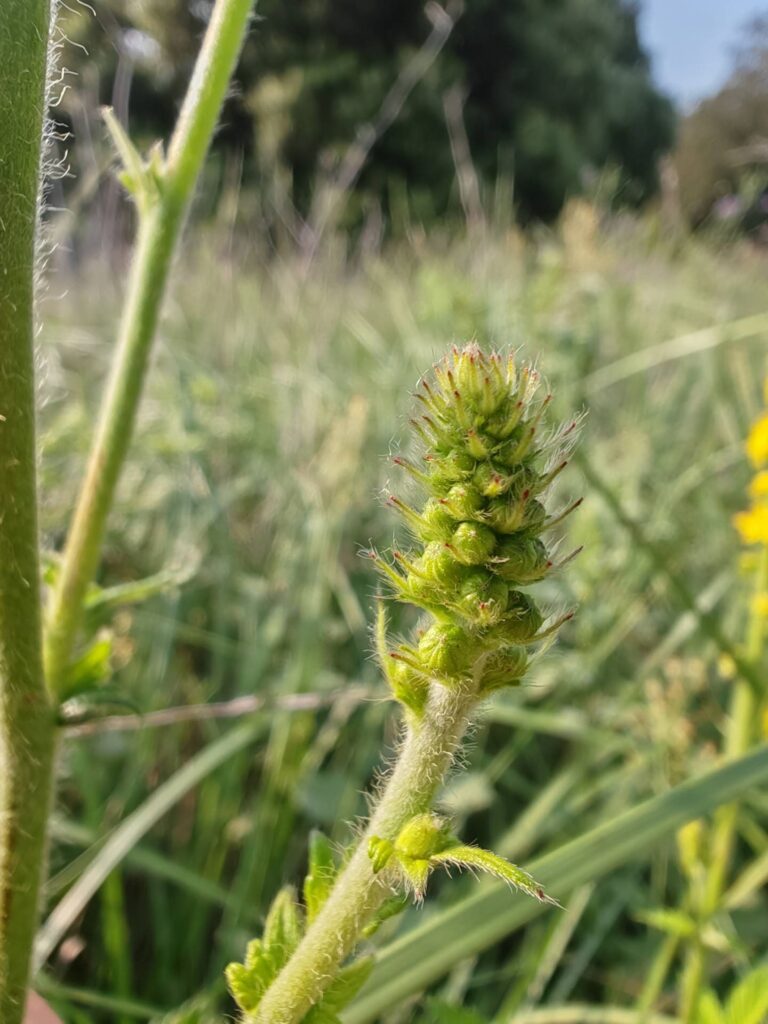 Aigremoine eupatoire
