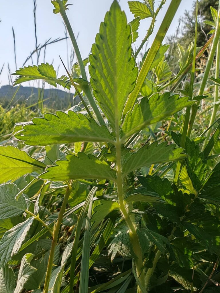 Aigremoine eupatoire - Feuille composé