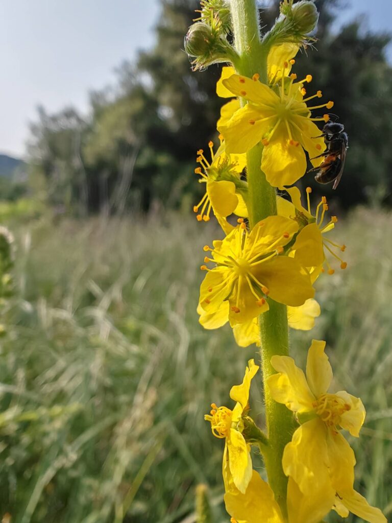 Aigremoine eupatoire, grappes de fleurs allongées