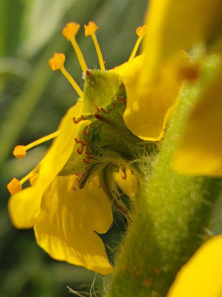 Aigremoine eupatoire, Calice