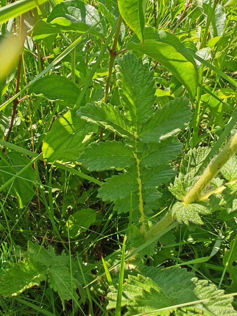 Aigremoine eupatoire - Feuille